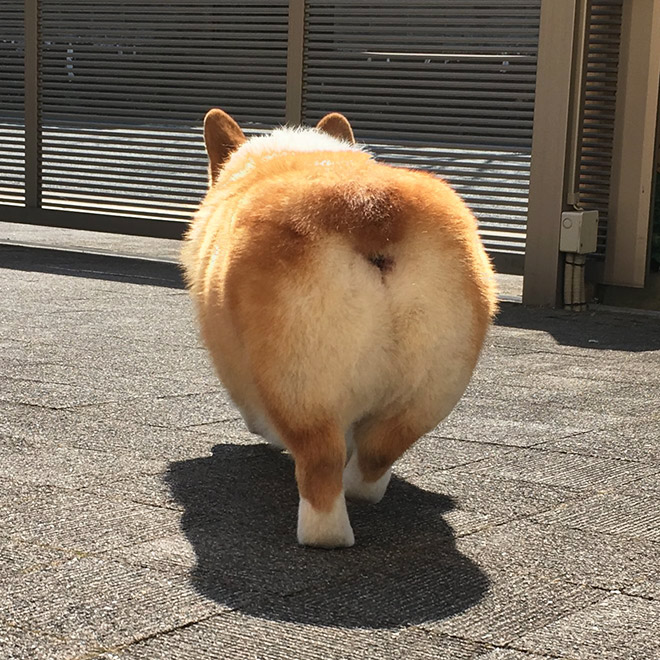 Corgi butt.