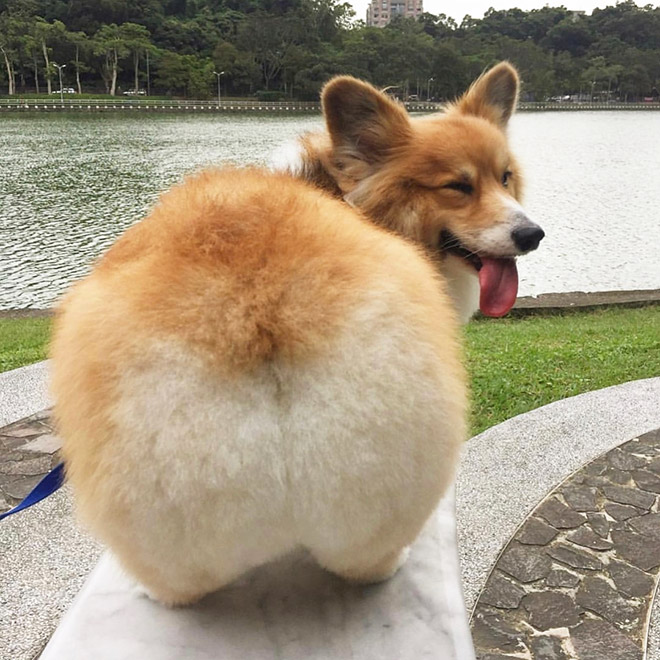 Corgi butt.