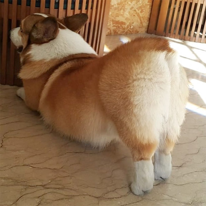 Corgi butt.