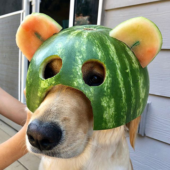 Dog wearing a watermelon helmet.