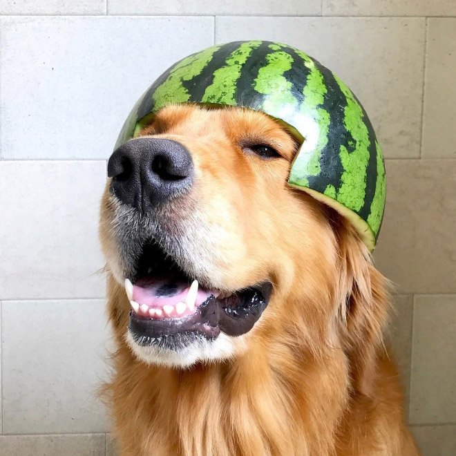 Dog wearing a watermelon helmet.