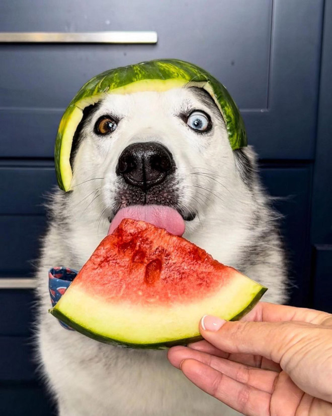 Dog wearing a watermelon helmet.