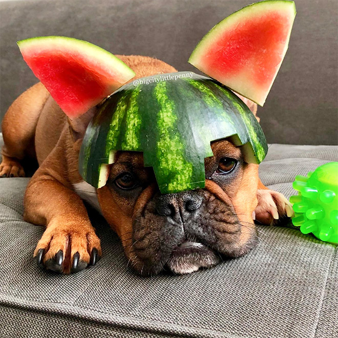 Dog wearing a watermelon helmet.