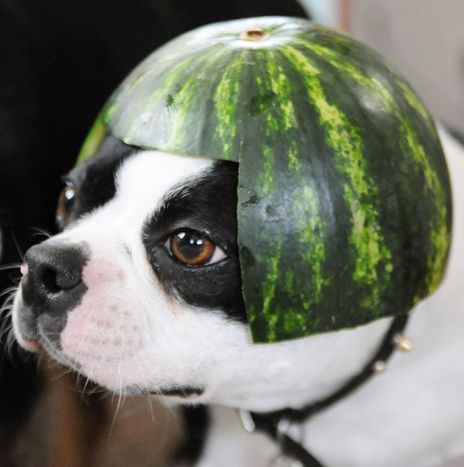 Dog wearing a watermelon helmet.