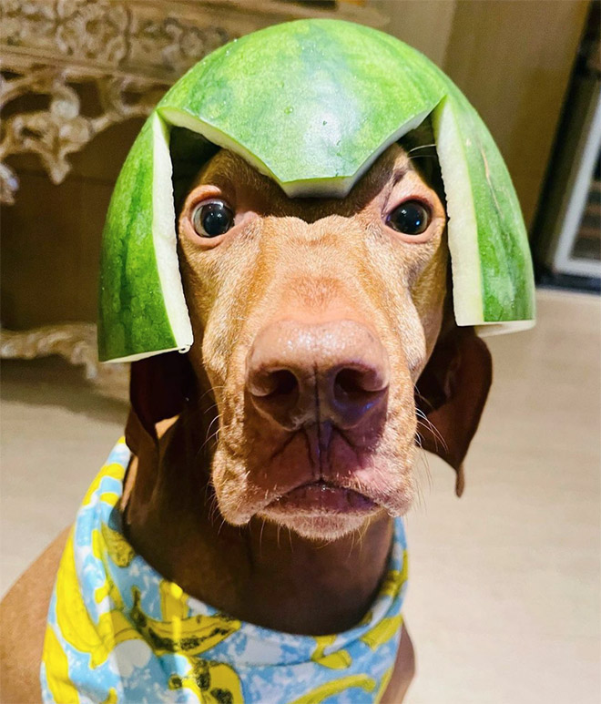 Dog wearing a watermelon helmet.