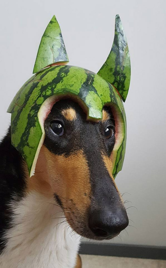 Dog wearing a watermelon helmet.