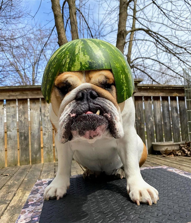 Dog wearing a watermelon helmet.