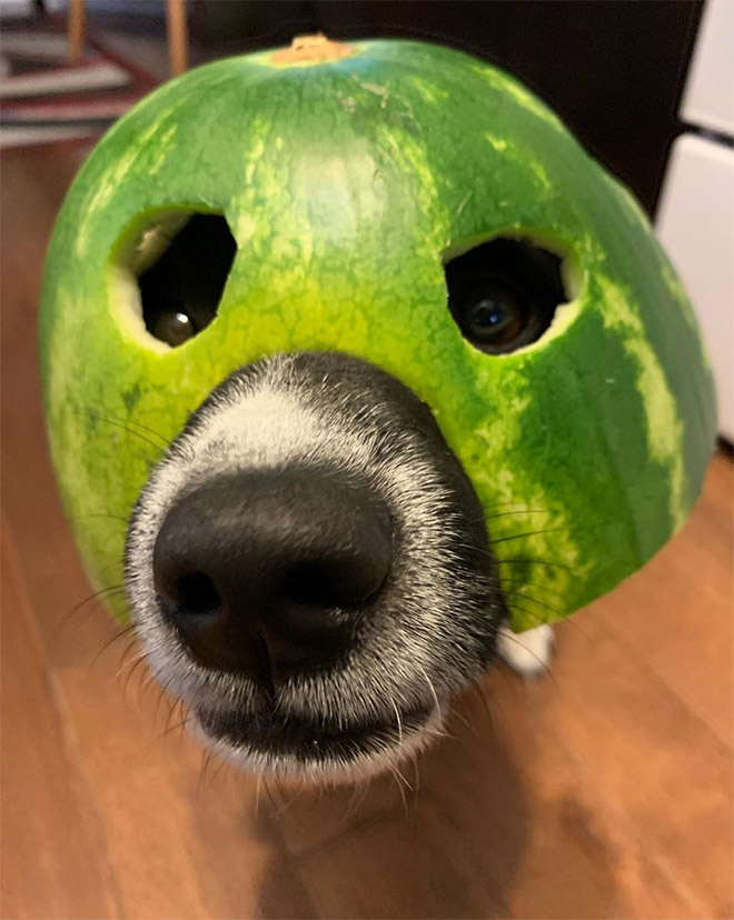 Dog wearing a watermelon helmet.