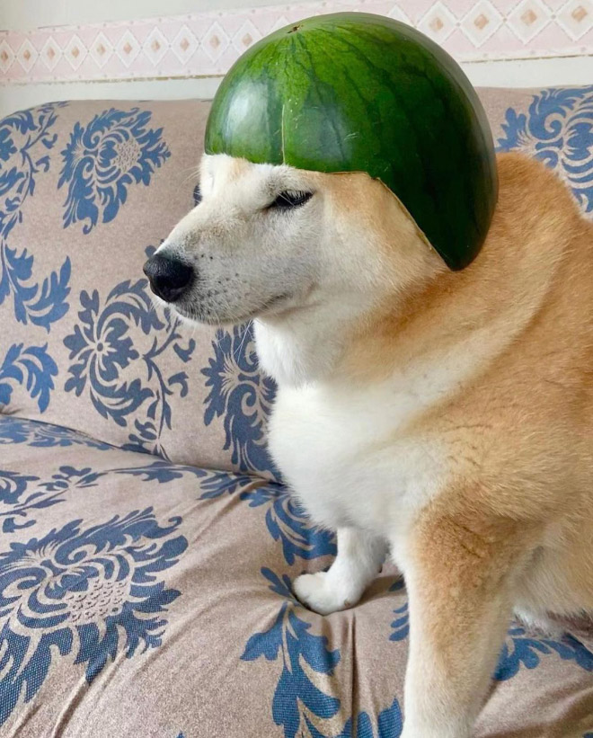 Dog wearing a watermelon helmet.