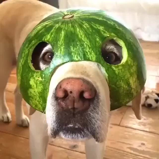 Dog wearing a watermelon helmet.