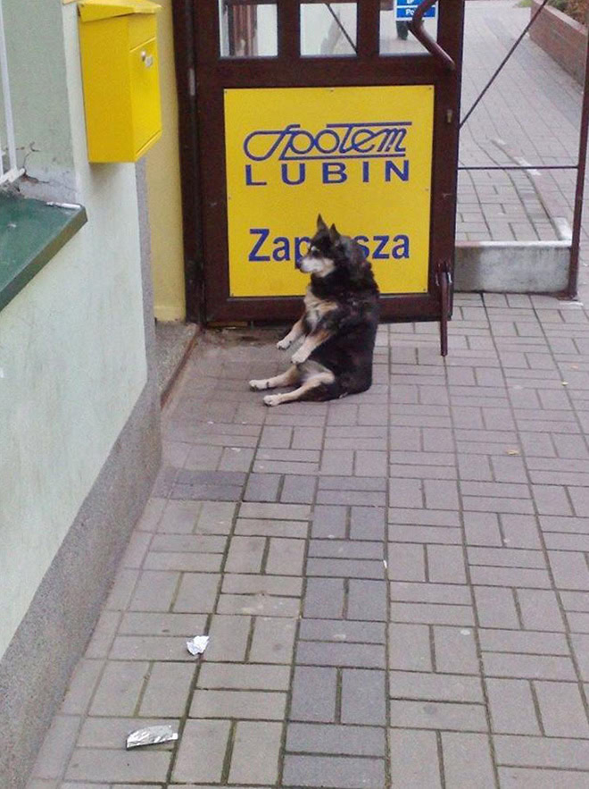 Awkwardly sitting dog.