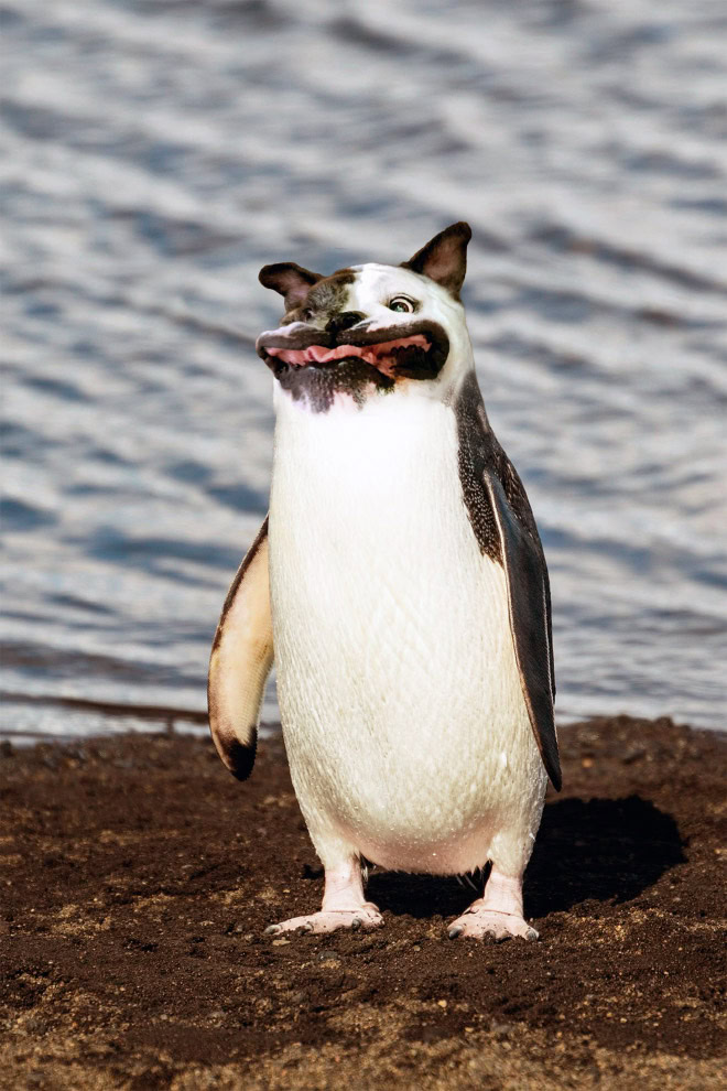 Animal hybrid.