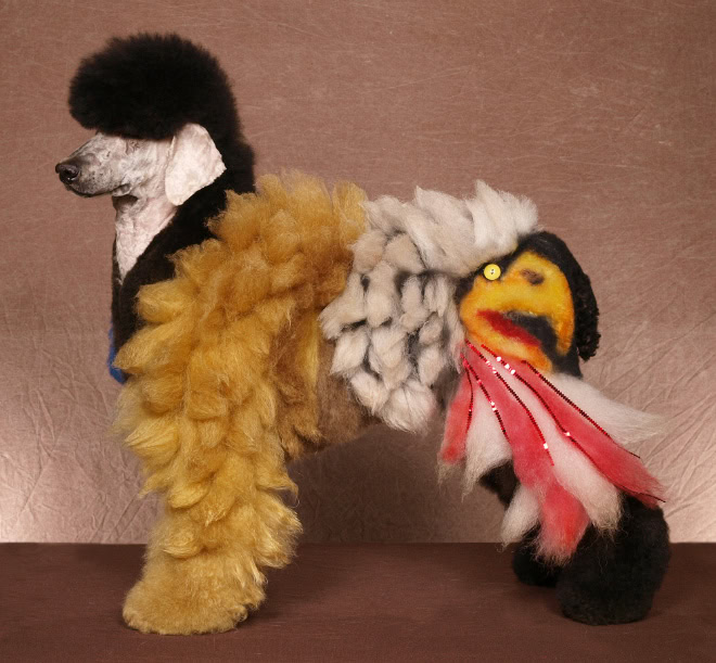 Weird and crazy dog grooming.